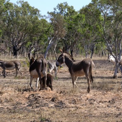 Feral donkeys in the Kimberley: photo Jaana Dielenberg